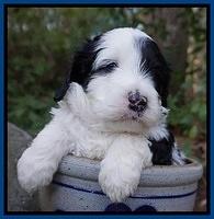 Paris Bronson pups 4 wks old51