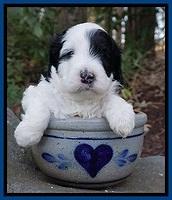 Paris Bronson pups 4 wks old61