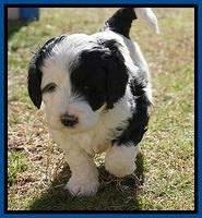 Paris Bronson pups 5 wks old 91