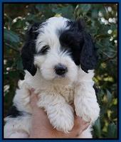 Paris Bronson pups 6 wks old 41