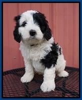 Paris Bronson pups 6 wks old 51