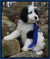 Paris Bronson pups 8 wks old 8200