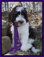Bruley family:  LUCY ( Chocolate and white Tux parti) 8 wk weight: 9 lbs 11 oz