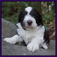 Paris Bronson pups 4 wks old81