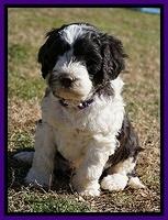 Paris Bronson pups 5 wks old 141