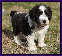 Paris Bronson pups 5 wks old 161