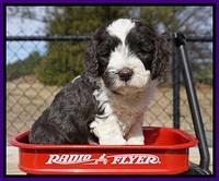 Paris Bronson pups 5 wks old 171