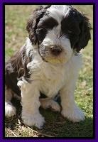 Paris Bronson pups 5 wks old 181