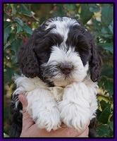 Paris Bronson pups 6 wks old 71
