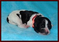 Paris Bronson Newborn 131
