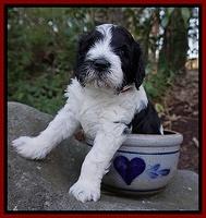 Paris Bronson pups 4 wks old101