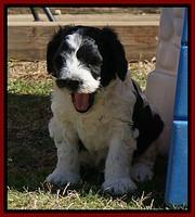 Paris Bronson pups 5 wks old 211