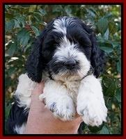 Paris Bronson pups 6 wks old 101