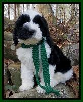Niemi family: Watson ( black and White parti) 8 wks old wt: 9 lbs