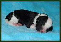 Paris Bronson Newborn 161