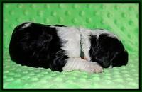 Paris Bronson pups 1 wk old 91