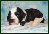 Paris Bronson pups 2 wks old 91