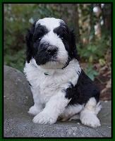 Paris Bronson pups 4 wks old141