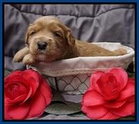 Millie Blaze pups 3 wks old 21