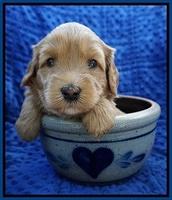 Millie Blaze pups 4 wks old11