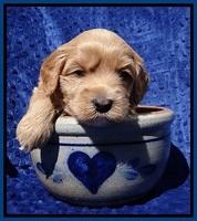 Millie Blaze pups 4 wks old21