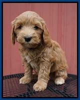 Millie Blaze pups 7 wks old 41
