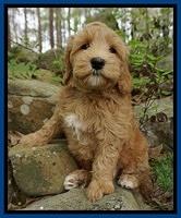 Millie Blaze pups 8 wks old 31
