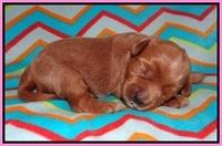 Millie Blaze pups 1 wk old 1120