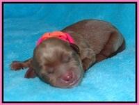 Millie Blaze pups newborn 61