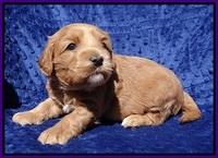 Millie Blaze pups 4 wks old131