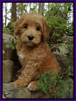 Millie Blaze pups 8 wks old 41