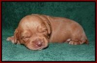 Millie Blaze pups 2 wks old 81