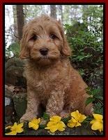 Millie Blaze pups 8 wks old 21000