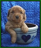 Millie Blaze pups 4 wks old201