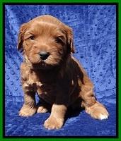 Millie Blaze pups 4 wks old211