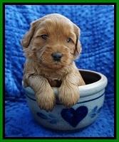 Millie Blaze pups 4 wks old221