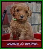 Millie Blaze pups 5 wks old 141