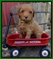 Millie Blaze pups 5 wks old 161