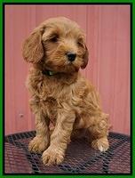Millie Blaze pups 7 wks old 171