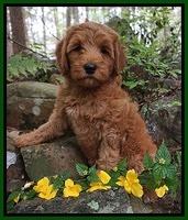 Millie Blaze pups 8 wks old 51000