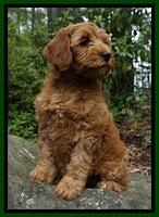 Millie Blaze pups 8 wks old 61000