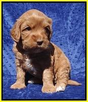 Millie Blaze pups 4 wks old251