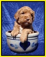 Millie Blaze pups 4 wks old261