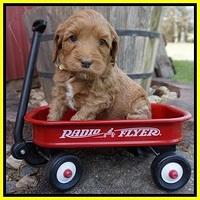 Millie Blaze pups 5 wks old 191