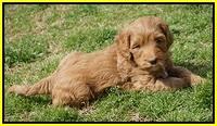 Millie Blaze pups 6 wks old231