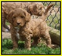Millie Blaze pups 6 wks old261