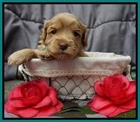 Millie Blaze pups 3 wks old 201