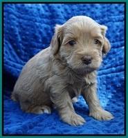 Millie Blaze pups 4 wks old271