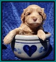 Millie Blaze pups 4 wks old281