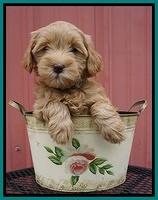 Millie Blaze pups 7 wks old 241